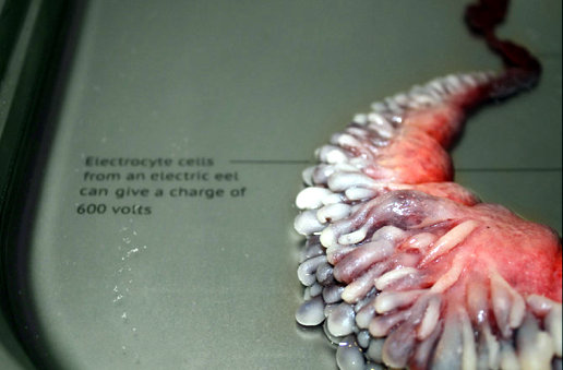 Impossible organs by Agi Haines